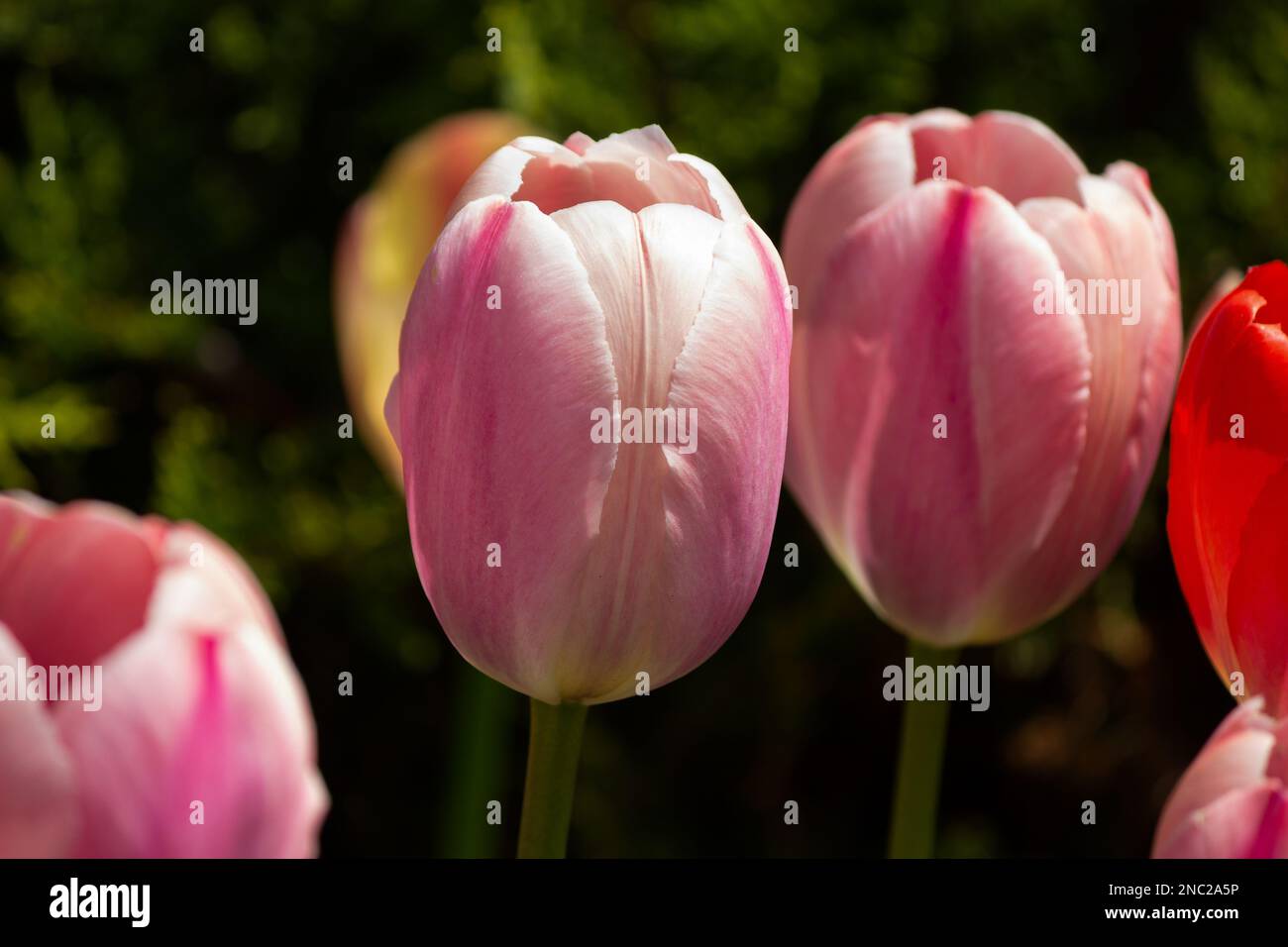 Two delicate pink flowers hi-res stock photography and images - Alamy
