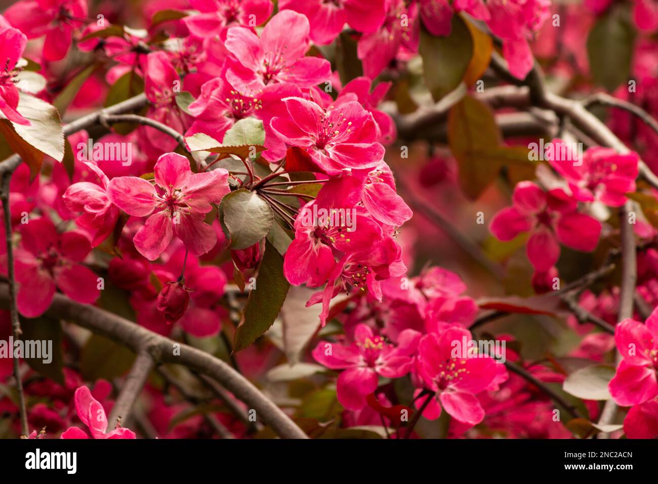 A closeup view of fuchsia blossoms in the spring. Stock Photo