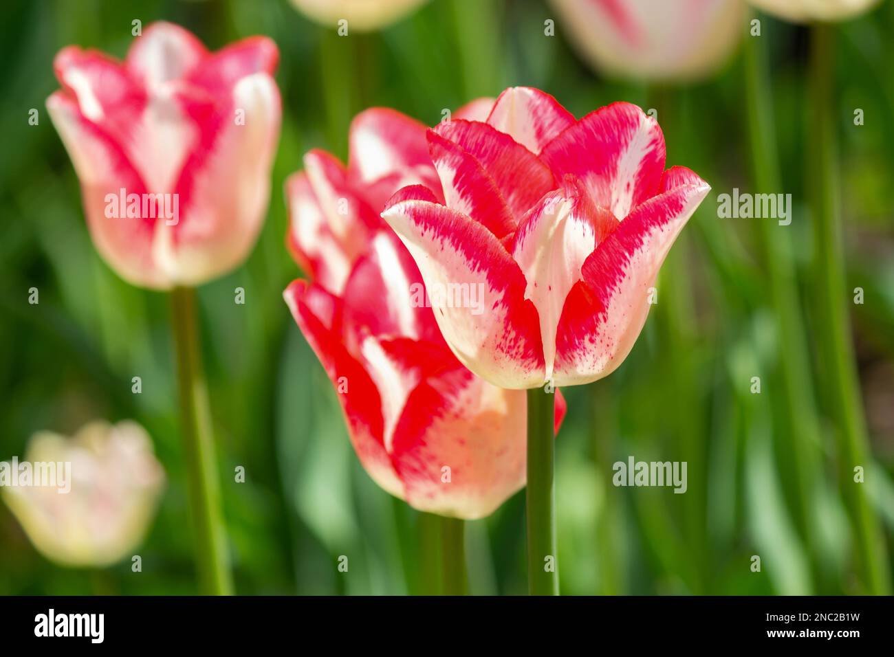 Red and white tulips adorn a flower bed in spring Stock Photo - Alamy
