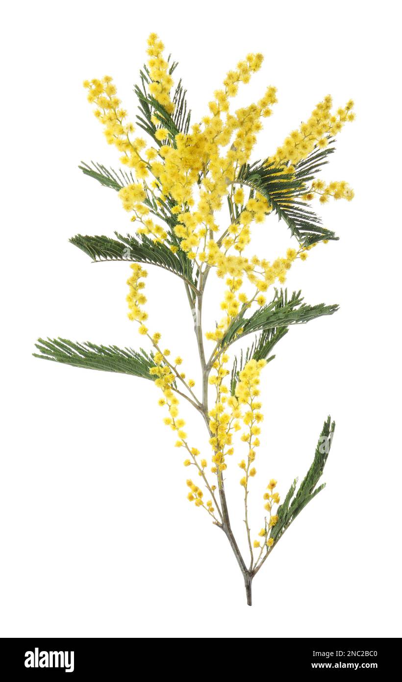 Beautiful mimosa plant with yellow flowers isolated on white Stock Photo