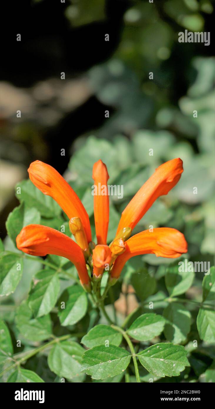 Closeup of orange flowers of Tecoma capensis also known as Cape honeysuckle, Tecomaria, Marsh horsetail etc. Stock Photo