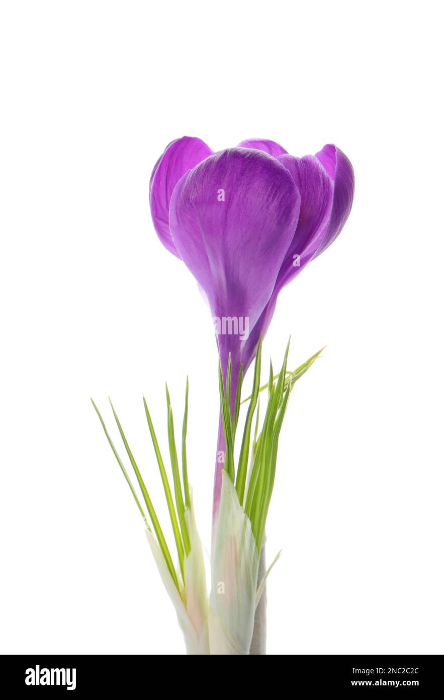 Beautiful purple crocus flower isolated on white Stock Photo