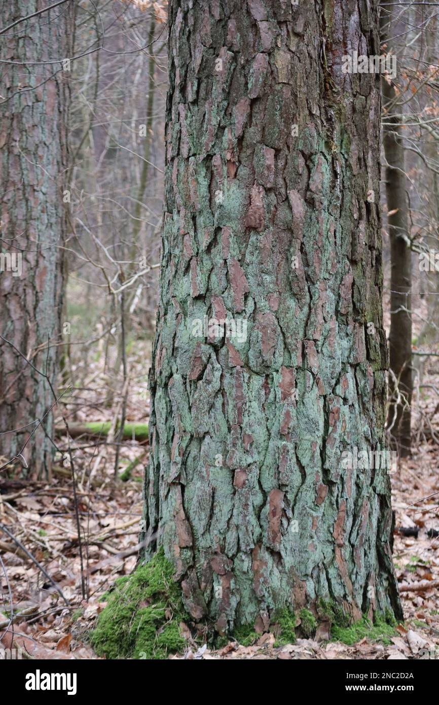 typical Pine trunk of an older Pine Stock Photo