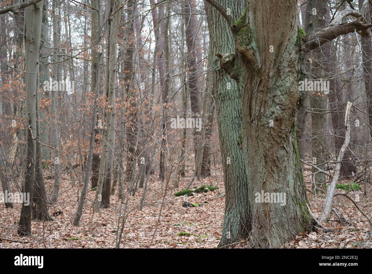 two older Trees in an actually young Forest Stock Photo