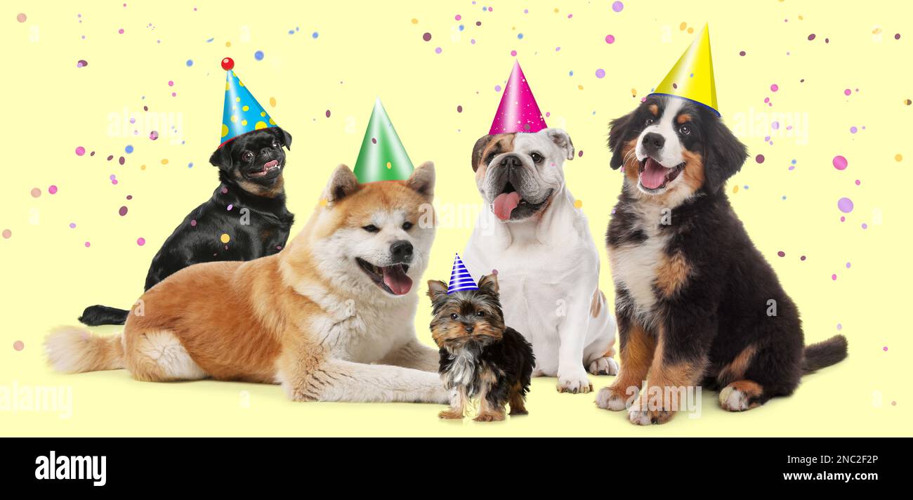 Adorable dogs with party hats on yellow background. Banner design Stock ...