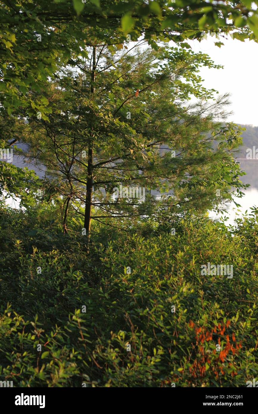 Leafy summer trees growing along the quiet lake shore Stock Photo - Alamy