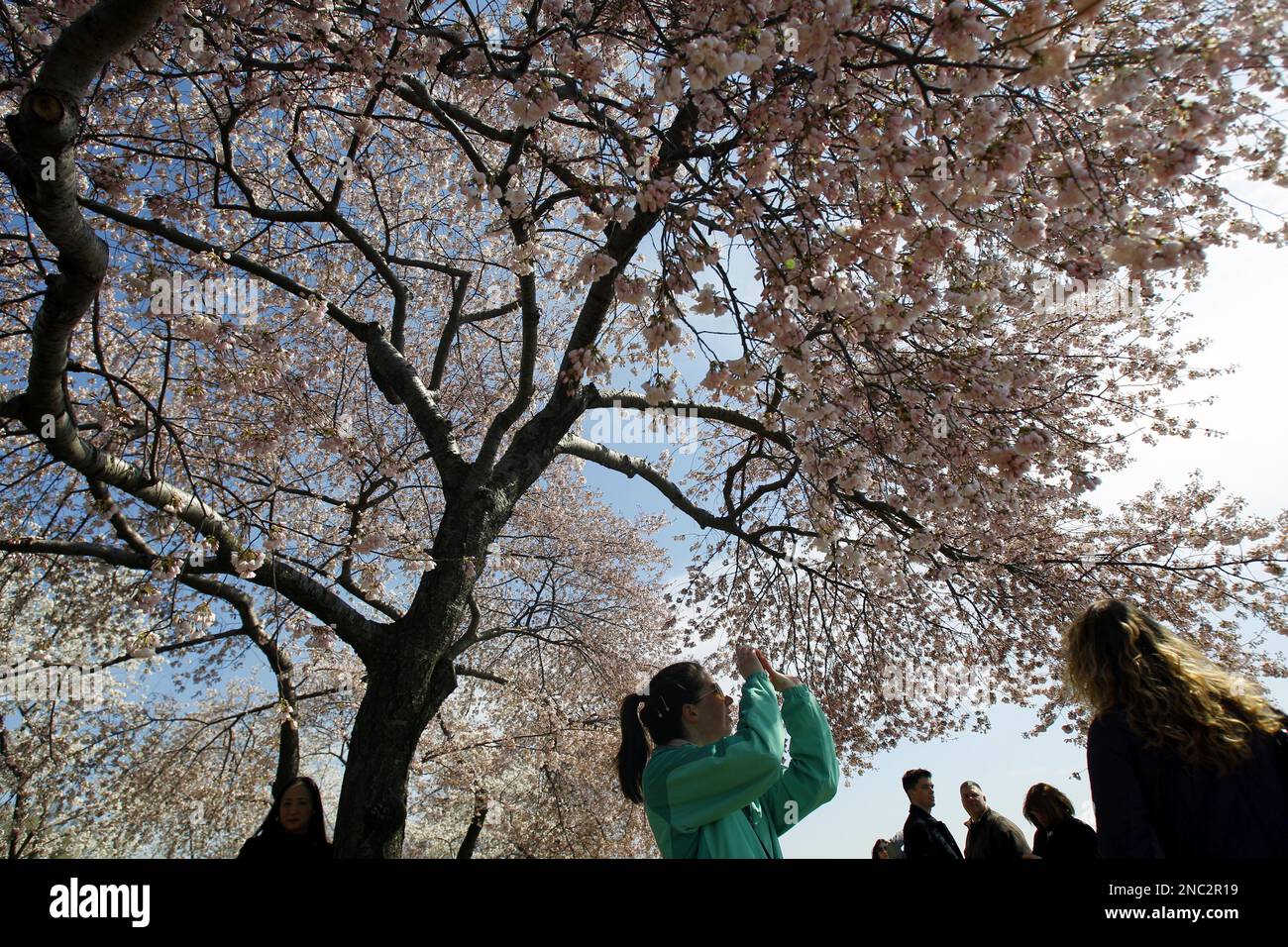 Visitor take a picture of a cherry tree during the Cherry Blossom