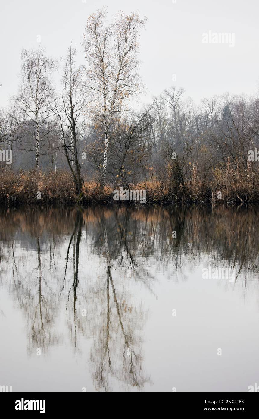 A vertical shot of the leafless trees reflection on the Isar lake Stock ...