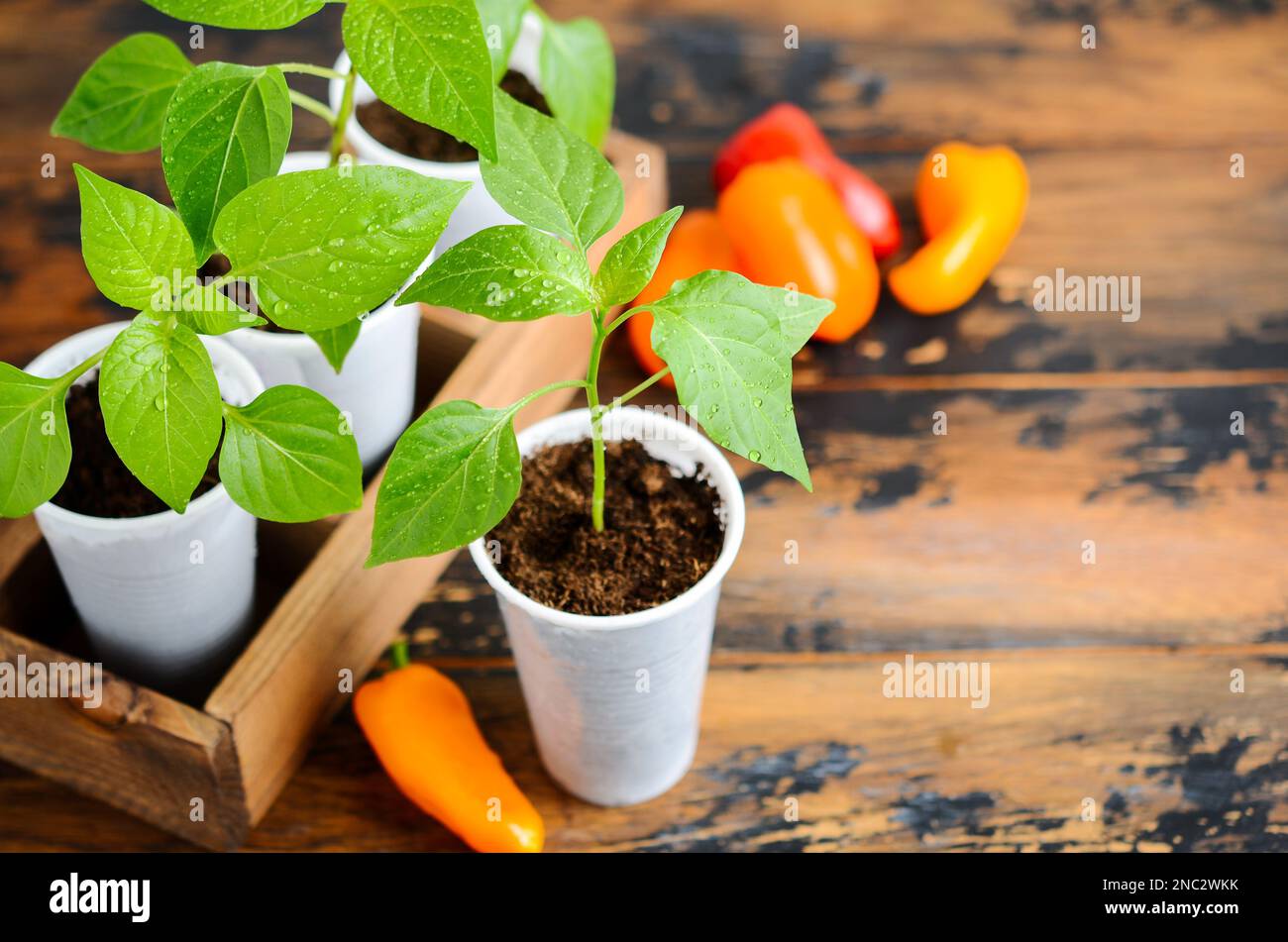 Bell pepper seedlings indoors. Homegrown plant seedling, bell pepper
