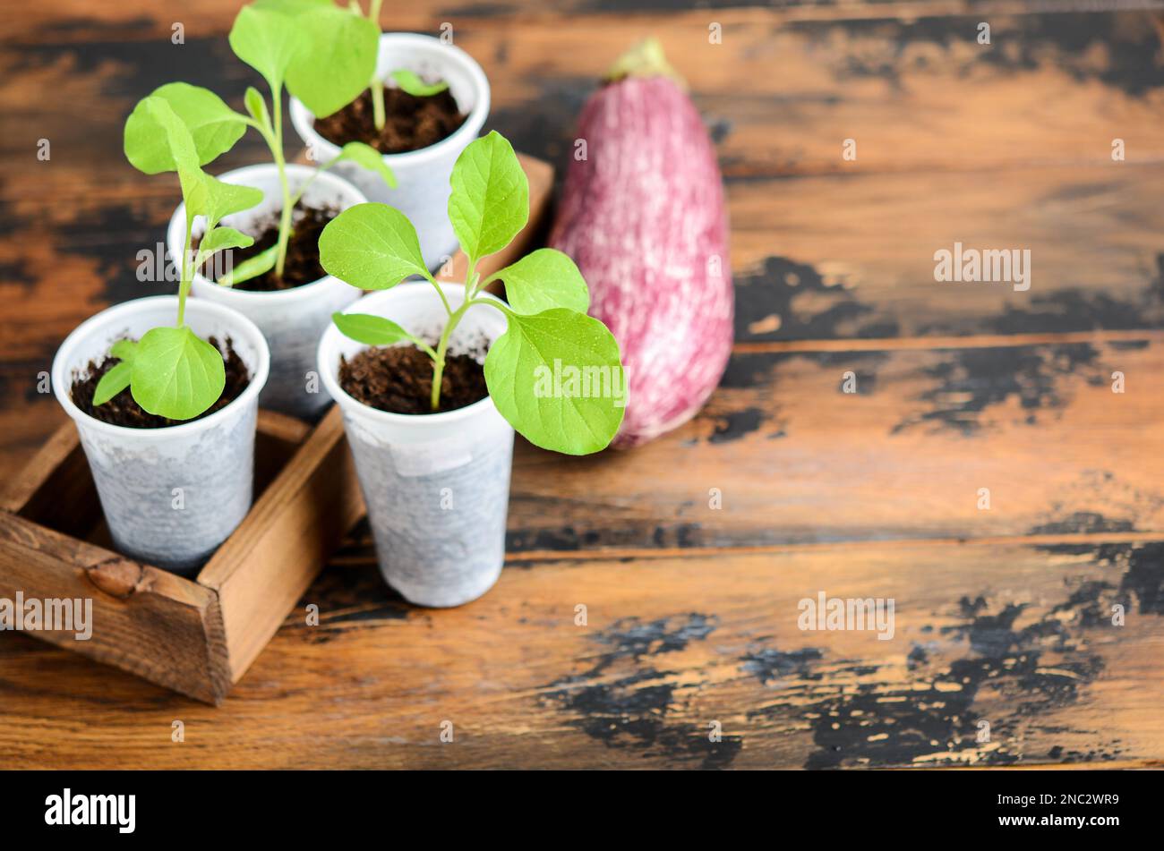 Eggplant seedlings indoors. Homegrown plant seedling, eggplant seedling