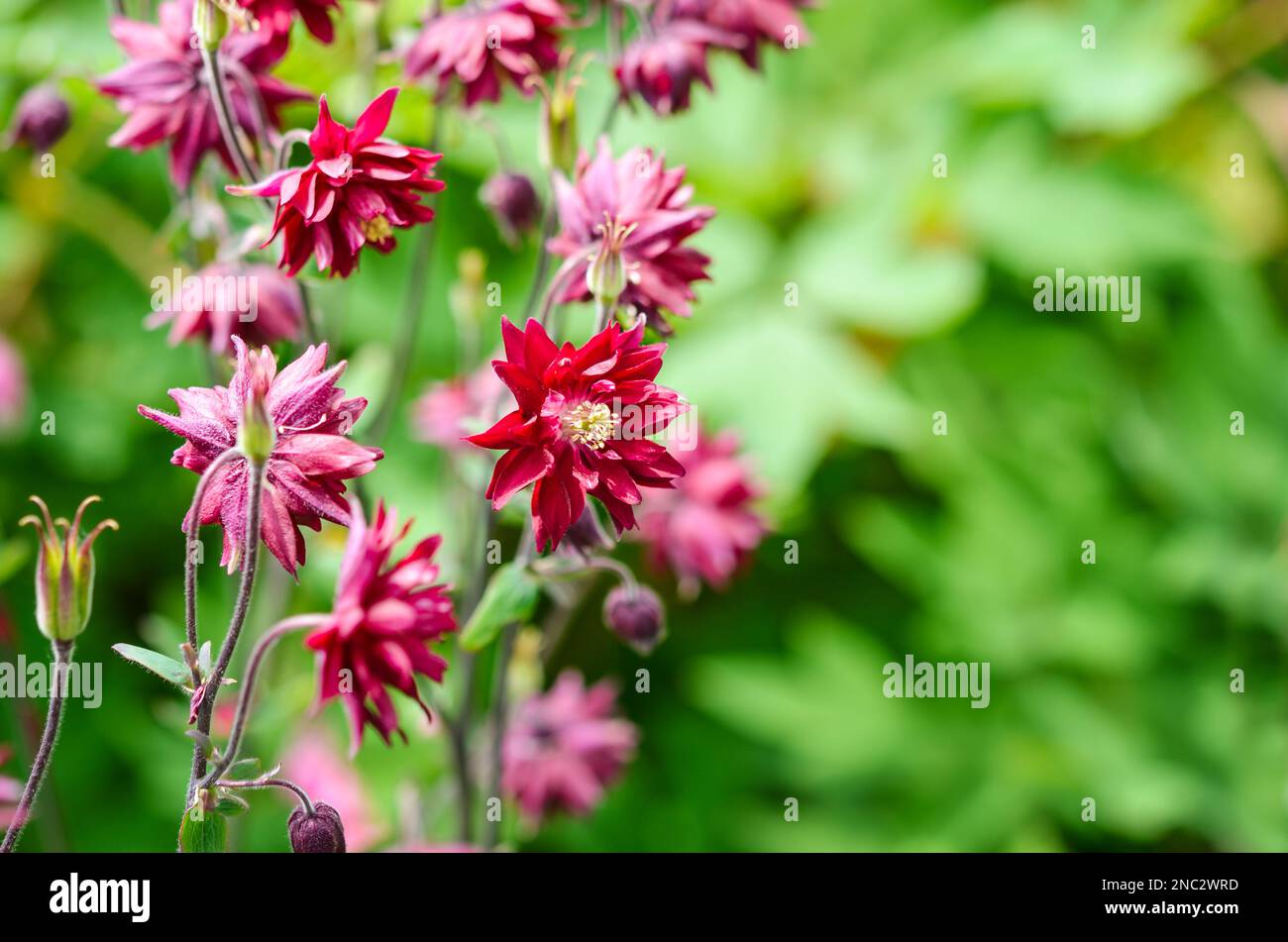 Beautiful Columbine or Aquilegia flowers in the flower garden. Selective focus with blurred background. Stock Photo