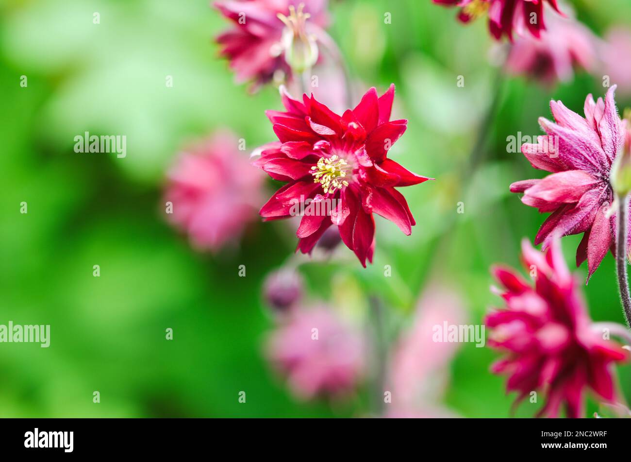Beautiful Columbine or Aquilegia flowers in the flower garden. Selective focus with blurred background. Stock Photo