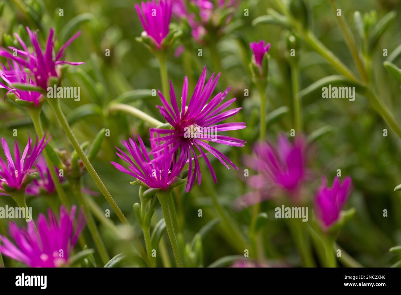 Many beautiful pink flowers of ice plant. Stock Photo