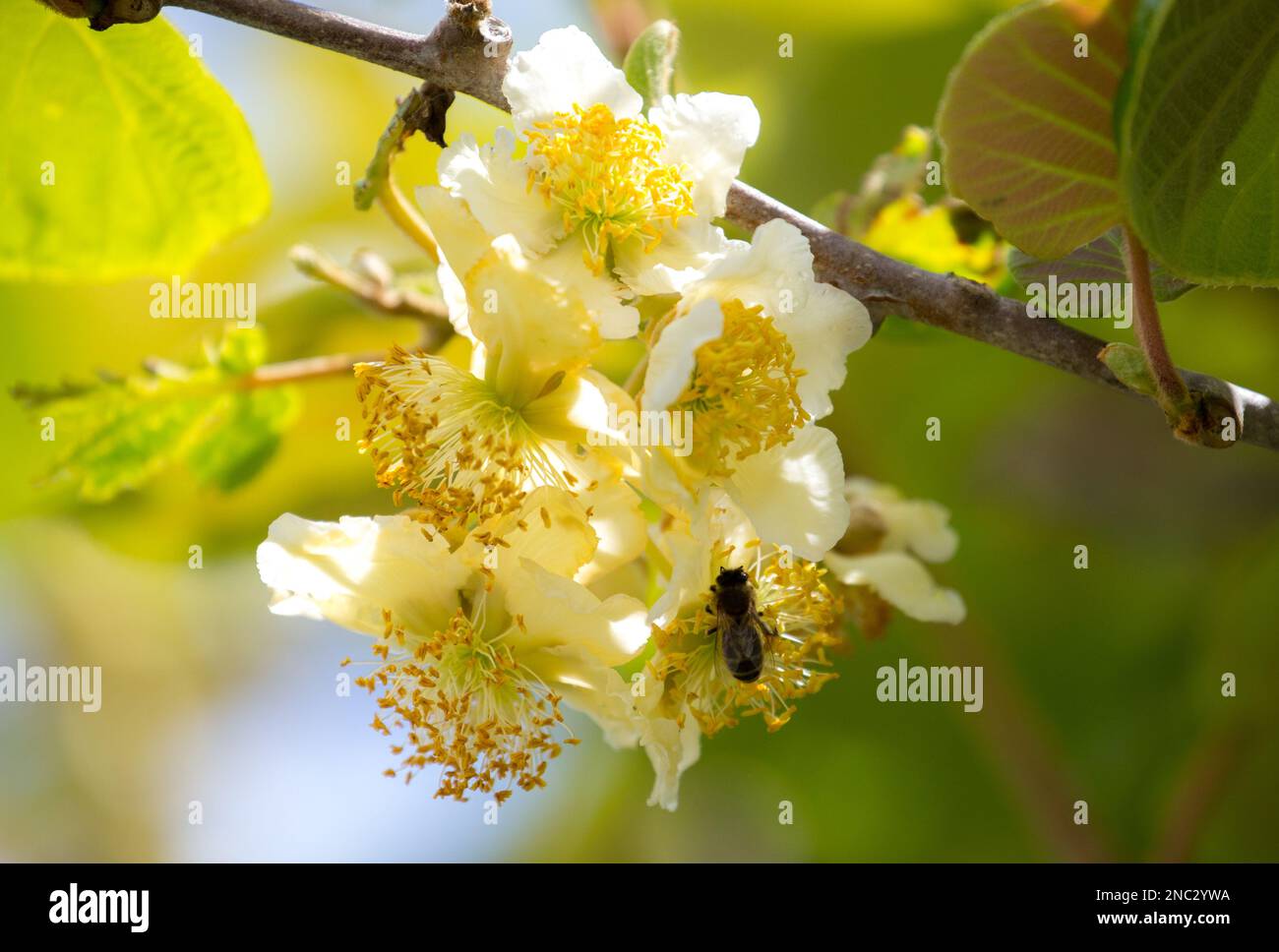 A bee collects pollen on white kiwi flowers. Stock Photo