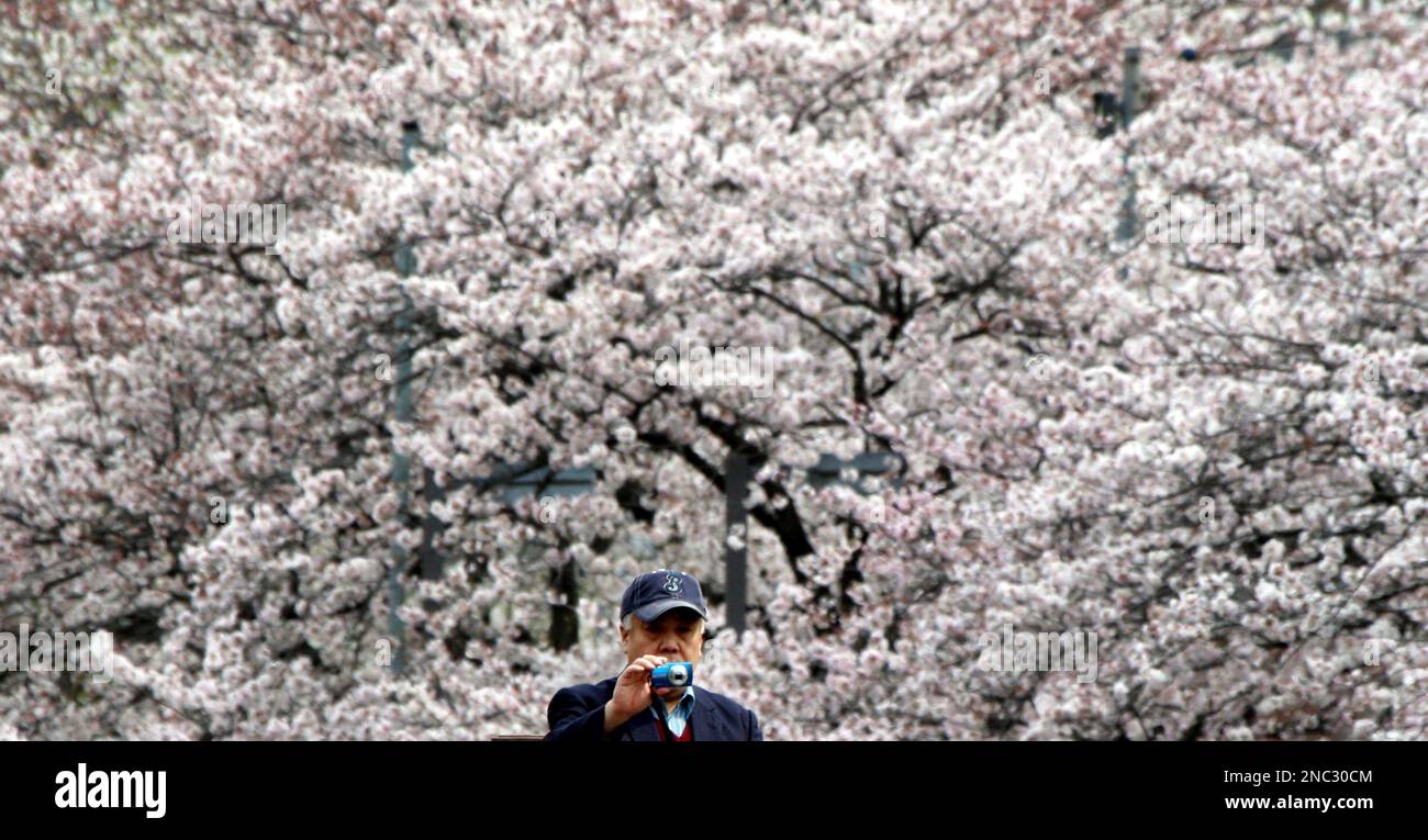 A man takes pictures of cherry blossoms alongside the Oka River in ...