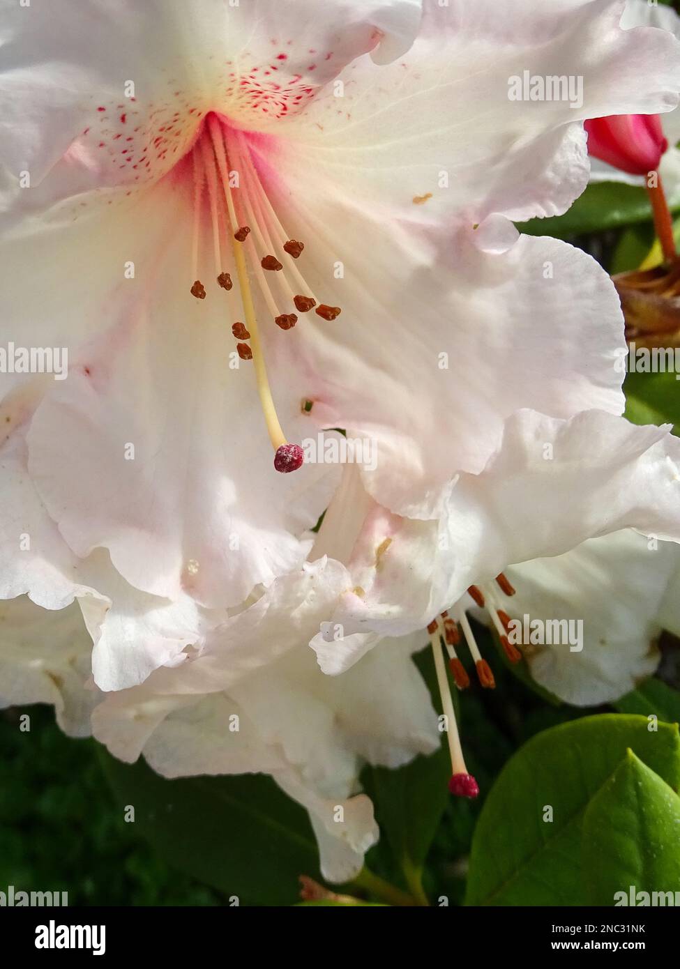 Plants in garden, flowers Stock Photo - Alamy