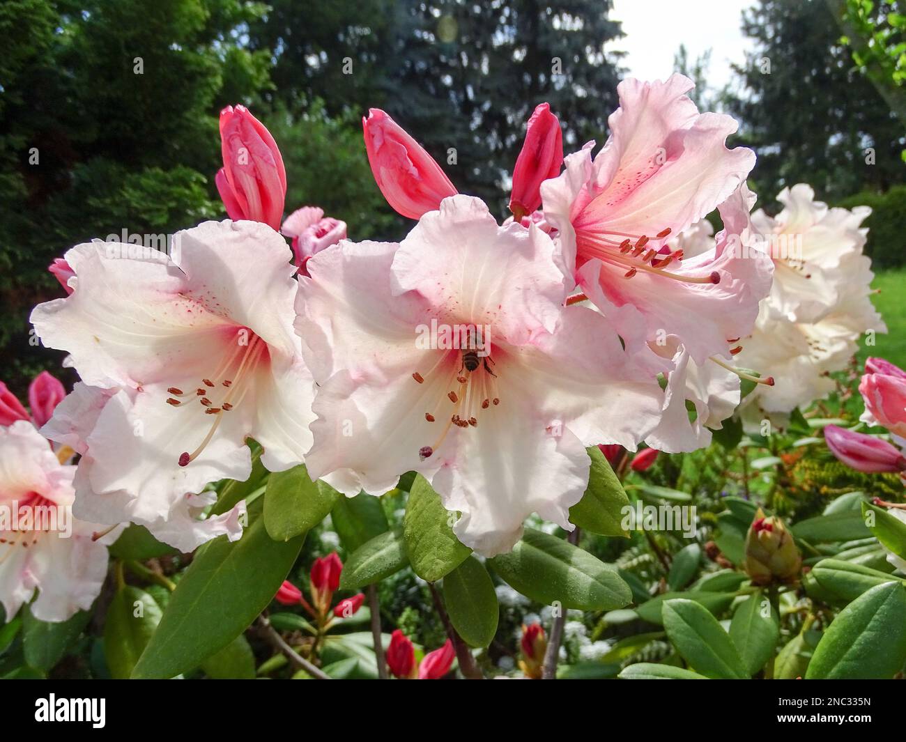 Plants in garden, flowers Stock Photo - Alamy