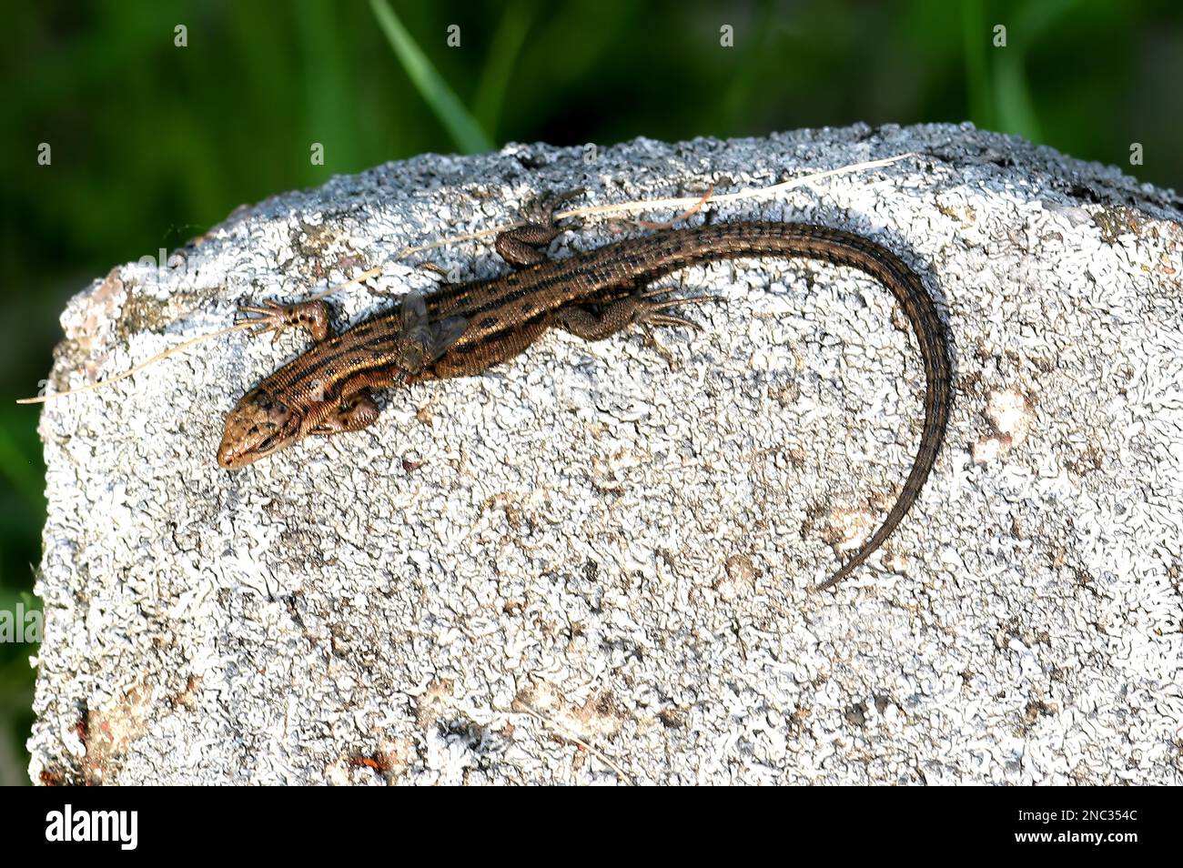 Common Lizard (Lacerta vivipara) female sunning on a rock with a fly resting on it's back  Poland         May Stock Photo