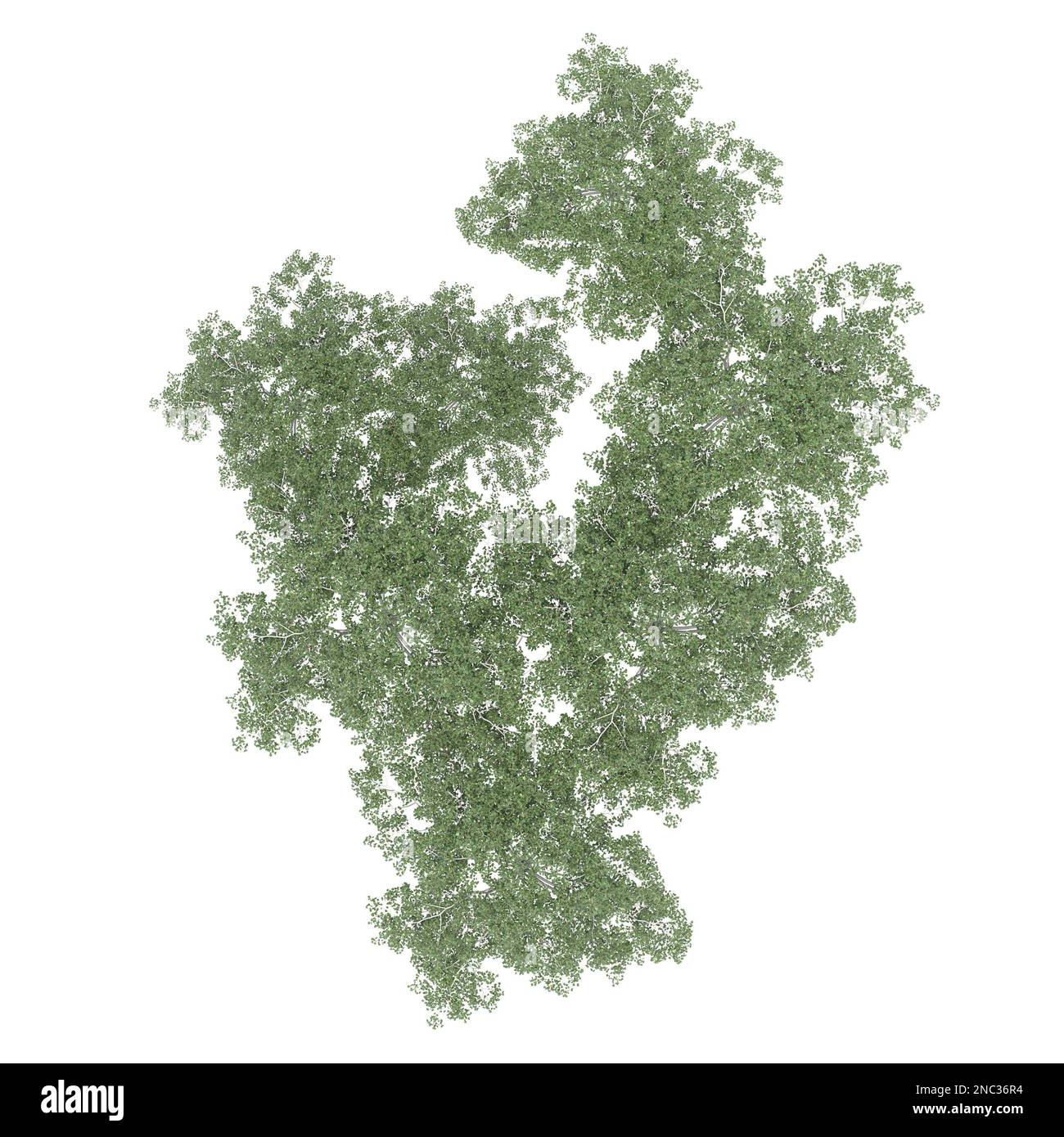 Top View Rendered Trees group of trees, top view, isolated on white background, 3D illustration ...
