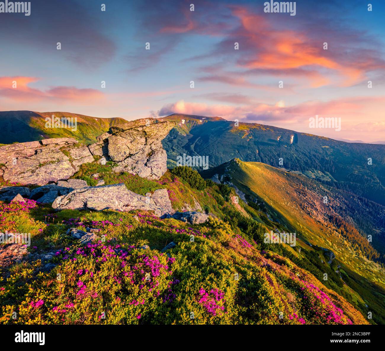 Wonderful summer view of fields of blooming rhododendron flowers on the mountain hills. Superb sunrise in Carpathian mountains, Ukraine, Europe. Beaut Stock Photo