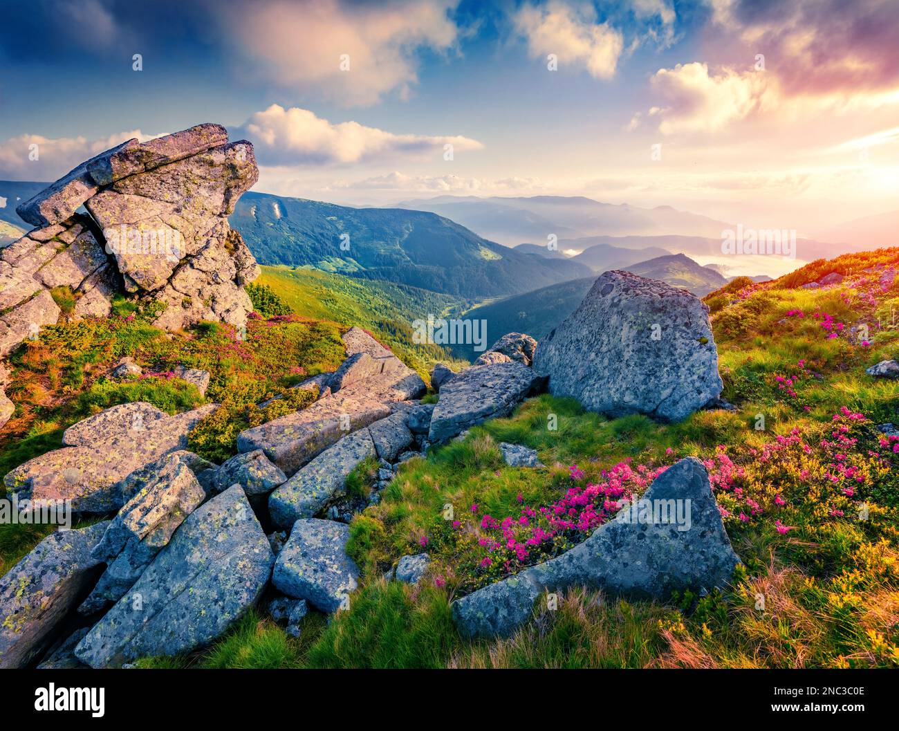 Exotic summer view of fields of blooming pink rhododendron flowers on the mountain hills. Unbelievable sunrise in Carpathian mountains, Ukraine, Europ Stock Photo