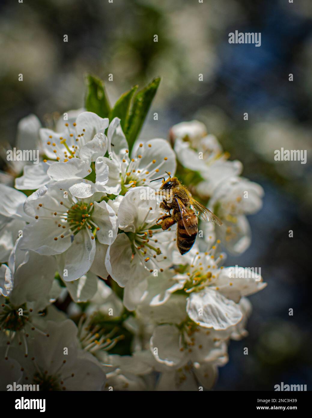 A closeup of bee sipping nectar from white flower Stock Photo