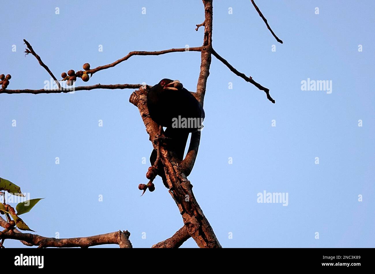 A low angle shot of a black Asian koel bird eating a fruit while ...