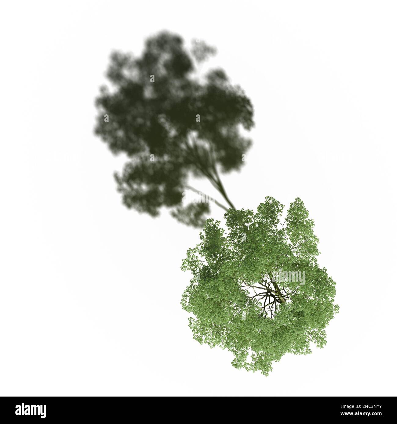 tree with a shadow under it, top view, isolated on white background, 3D ...