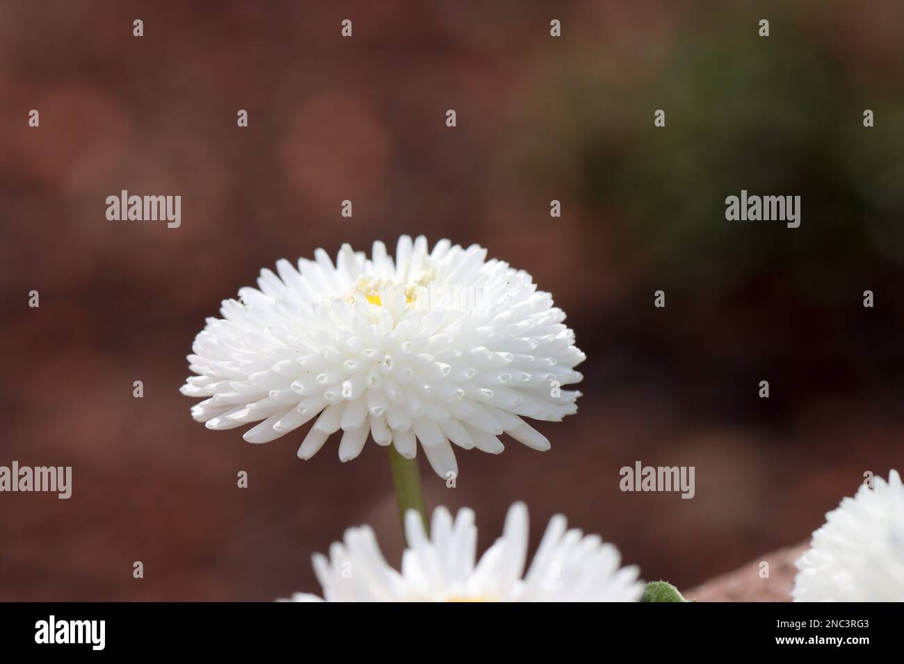 Plants in garden, flowers Stock Photo - Alamy