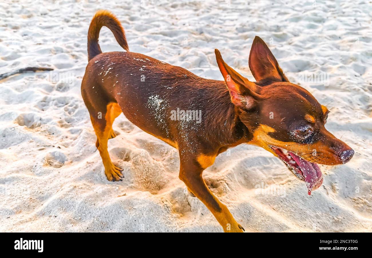 Beautiful cute mexican brown russian toy terrier dog plays with a stick at  amazing and beautiful caribbean coast and beach panorama view with turquois  Stock Photo - Alamy