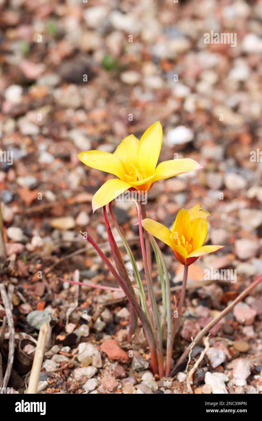 Plants in garden, flowers Stock Photo - Alamy
