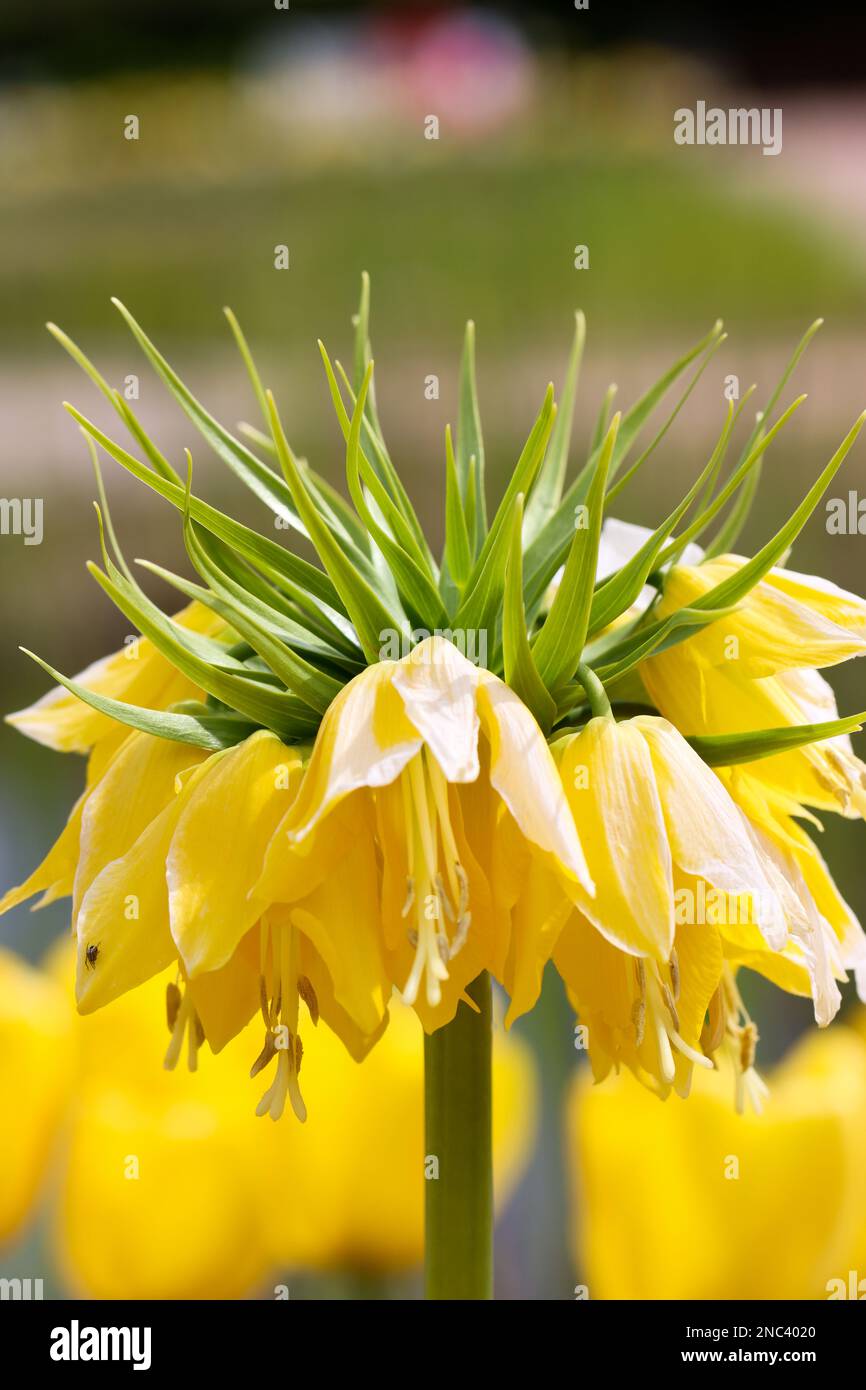 Plants in garden, flowers Stock Photo - Alamy