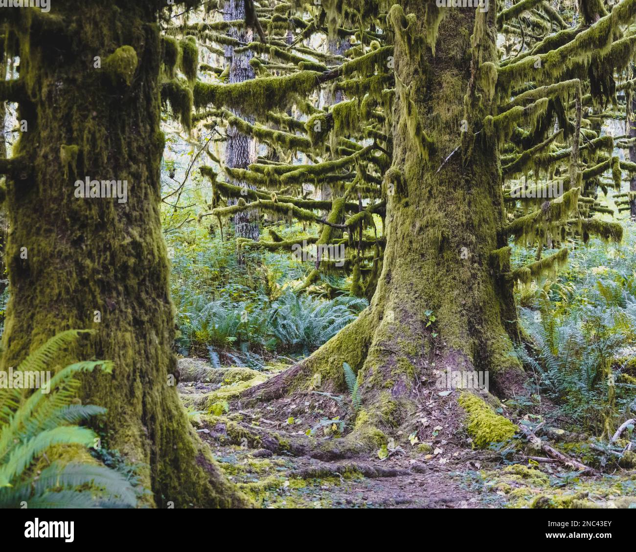 Aerial dense forest greenery hi-res stock photography and images - Alamy