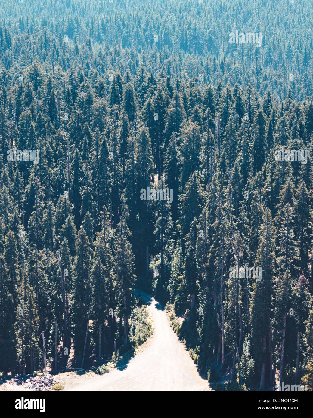 An aerial view of forest with dense trees Stock Photo - Alamy