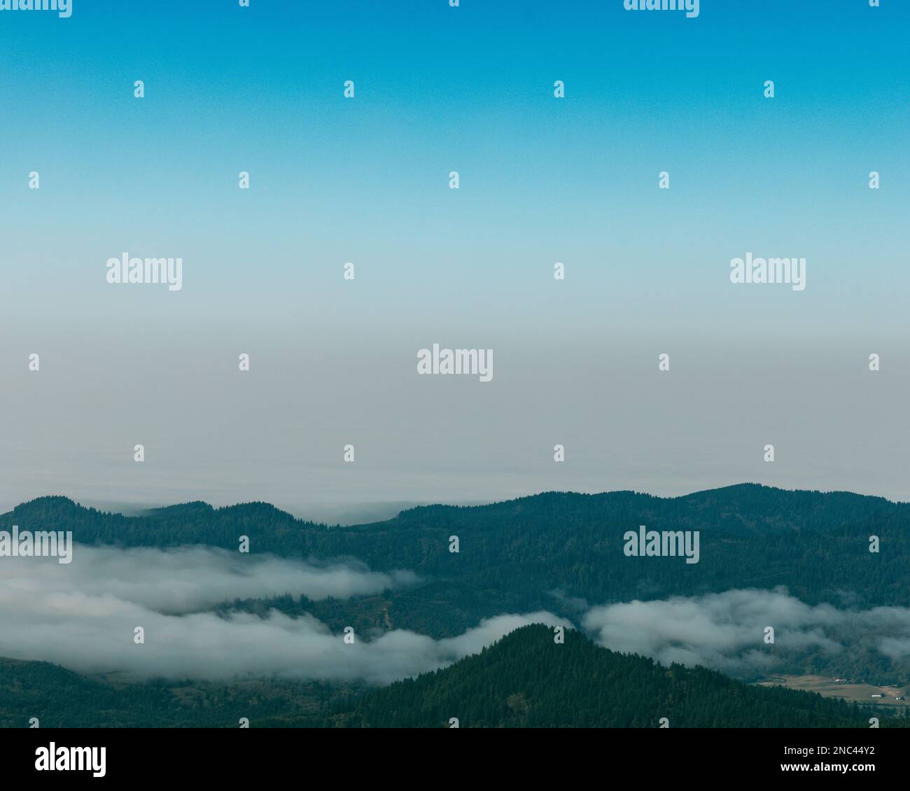 An aerial view of forest with dense trees Stock Photo - Alamy