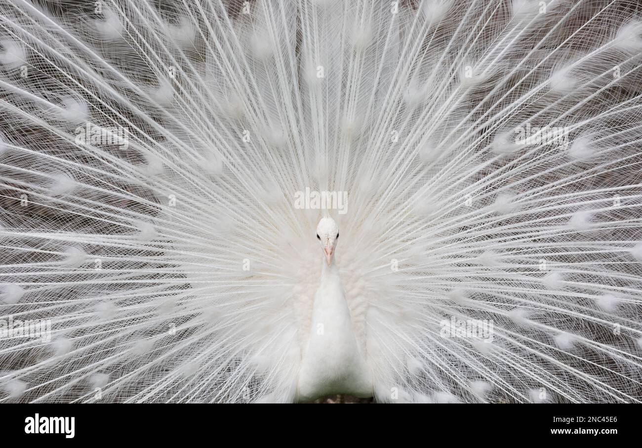 White Peacock a colour mutation of the Indian Blue Peafowl, at Scone Palace in Perth, Scotland Stock Photo