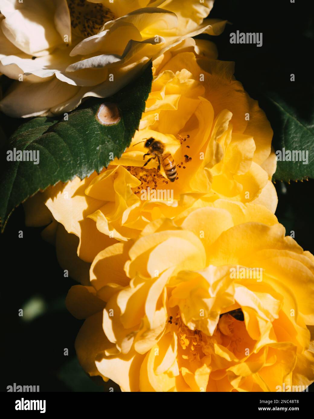 A closeup of bee sipping nectar from yellow flower Stock Photo