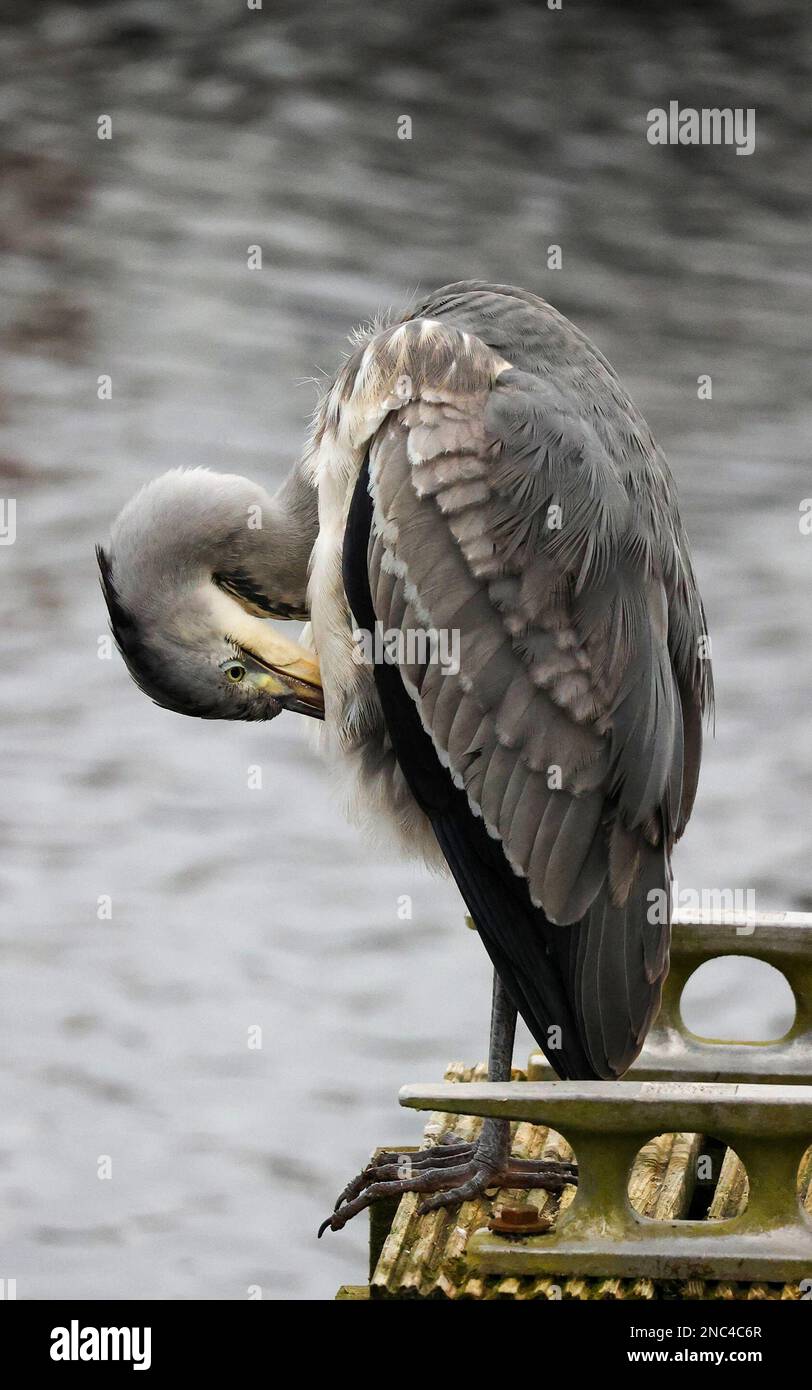 Kinnego, Lough Neagh, County Armagh, Northern Ireland, UK. 14 Feb 2023. UK weather - another mild day for the time of year. Overcast sky for much of the day eventually dissipated late in the afternoon ahead of rain coming in this evening.  A grey day for a grey heron. Credit: CAZIMB/Alamy Live News. Stock Photo