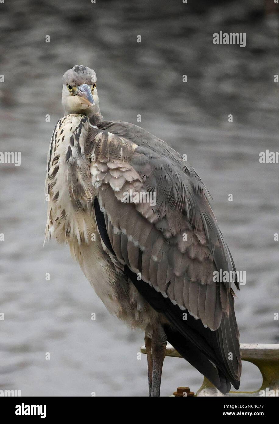 Kinnego, Lough Neagh, County Armagh, Northern Ireland, UK. 14 Feb 2023. UK weather - another mild day for the time of year. Overcast sky for much of the day eventually dissipated late in the afternoon ahead of rain coming in this evening.  A grey day for a grey heron. Credit: CAZIMB/Alamy Live News. Stock Photo