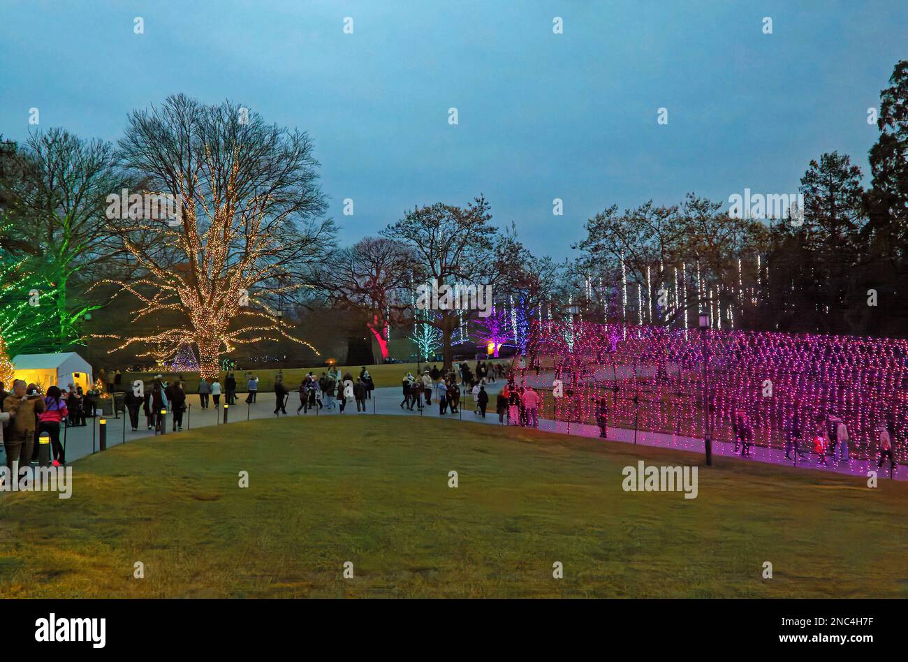 Christmas scene, dusk, lighted tunnel purple, orange, lighted tree