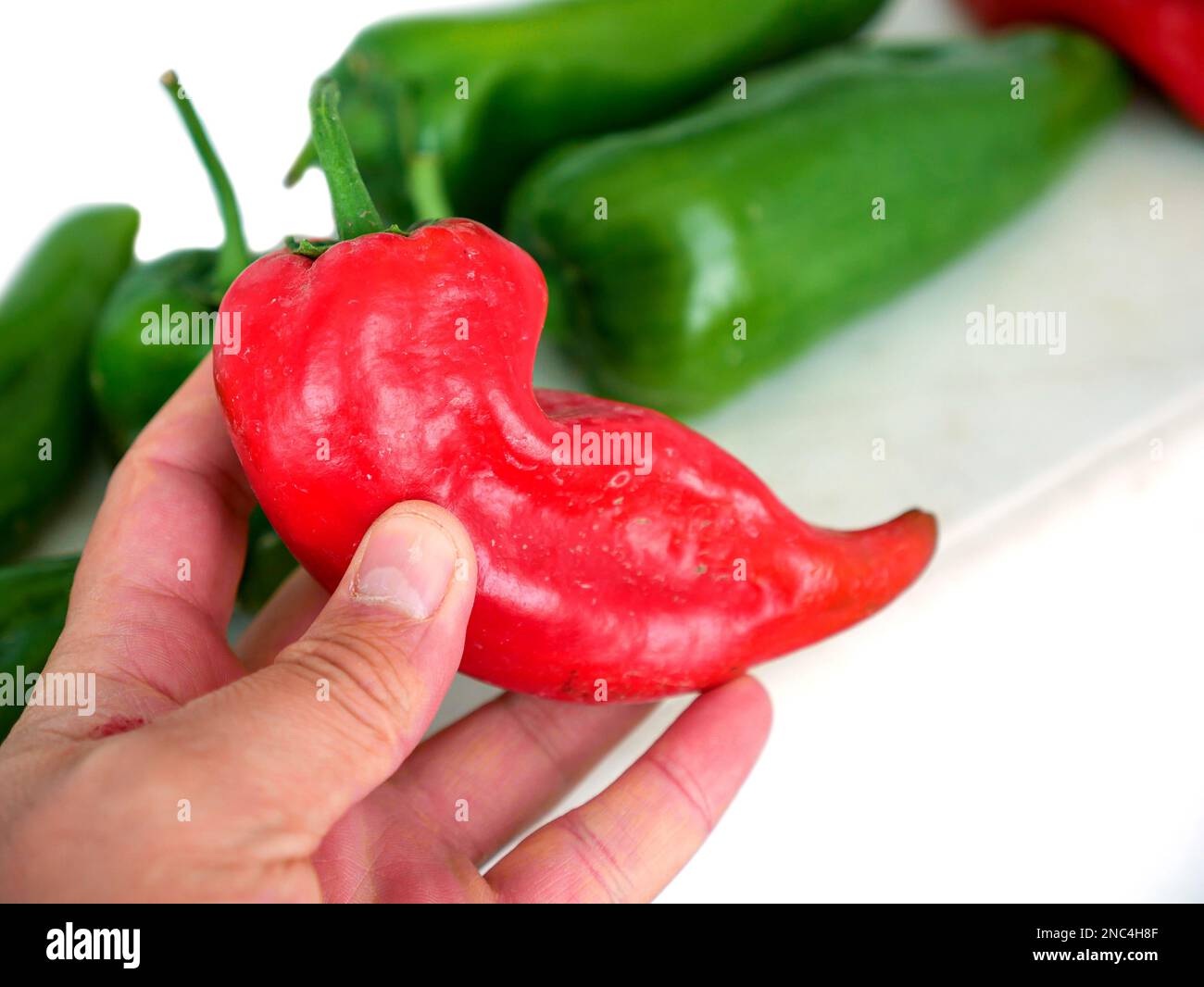 capia pepper left to mature at home, green and red large capia peppers