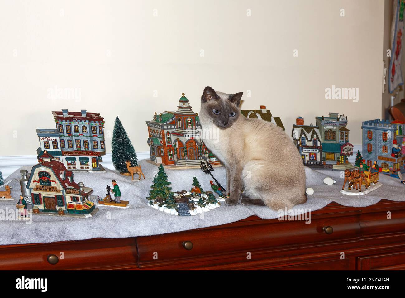 cat sitting among ceramic village, Tonkinese, pure bred, feline, pet, Christmas decoration, some pieces knocked over, humorous, PR Stock Photo