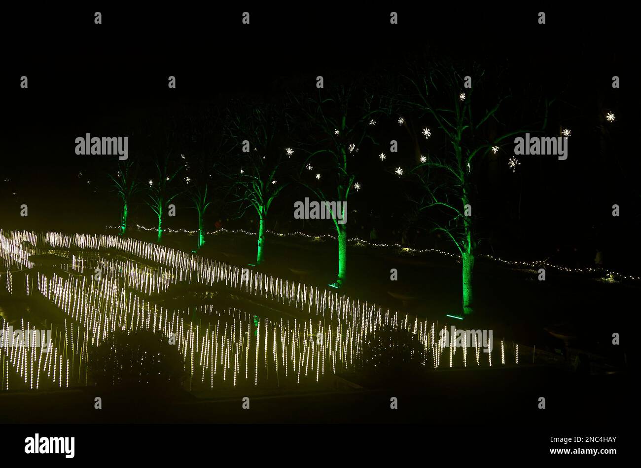 outdoor Christmas lights, field of white spikes, green tree trunks