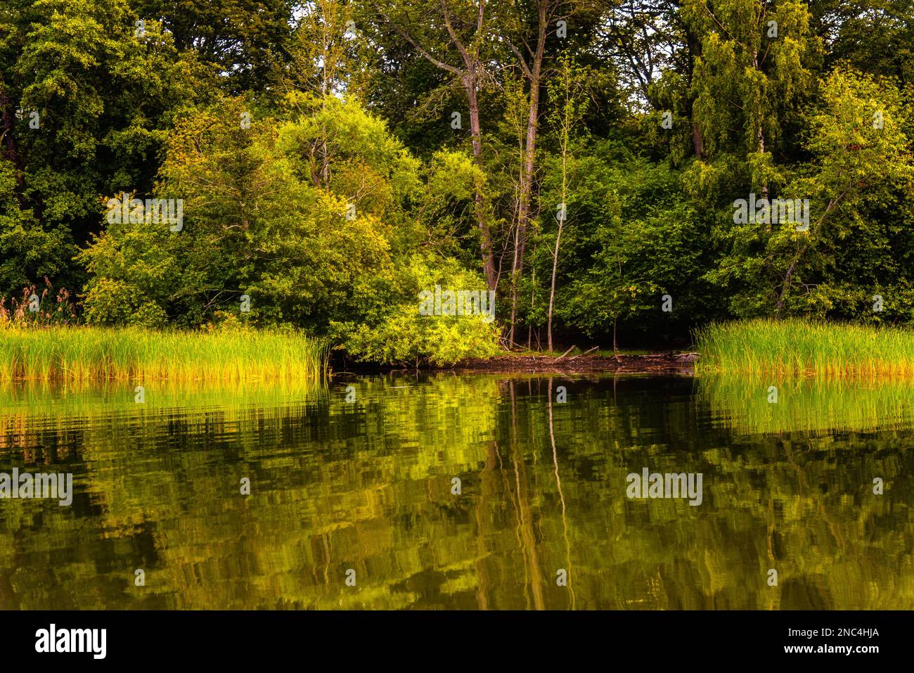 Djurgardsbrunnsviken canal bank with lush vegetation of trees and reeds