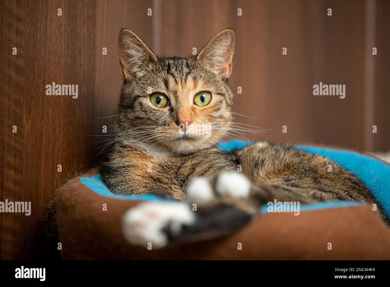 Scaredy kat hi-res stock photography and images - Alamy