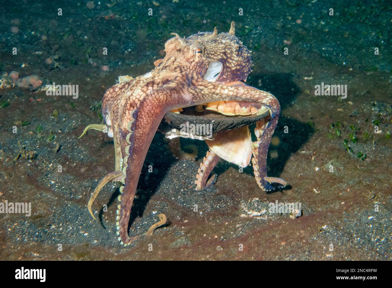 Veined Octopus, Amphioctopus marginatus, walking with coconut shell ...