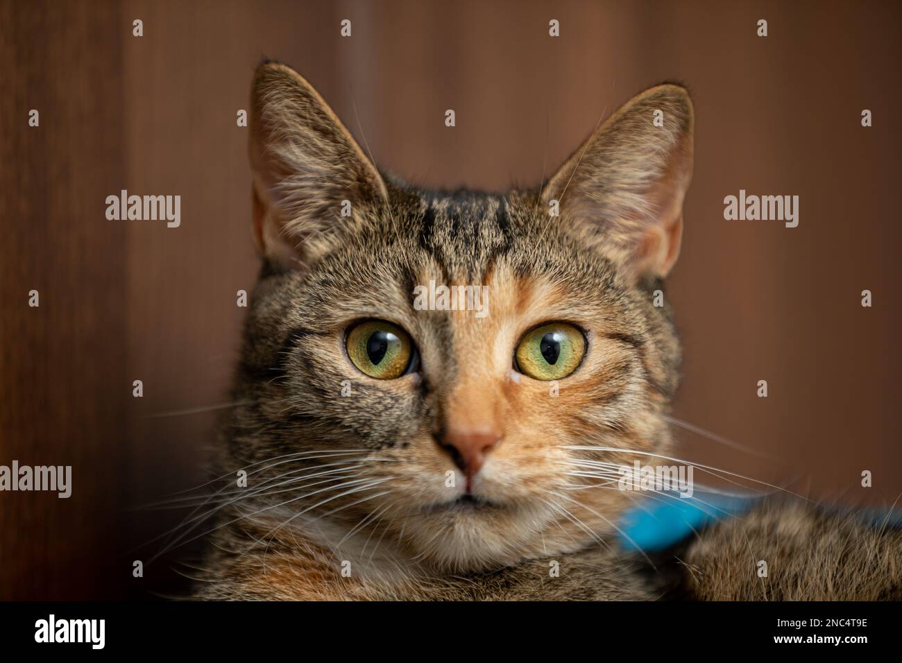 A very closeup view of a cat's mouth. It looks straight into the camera Stock Photo Alamy