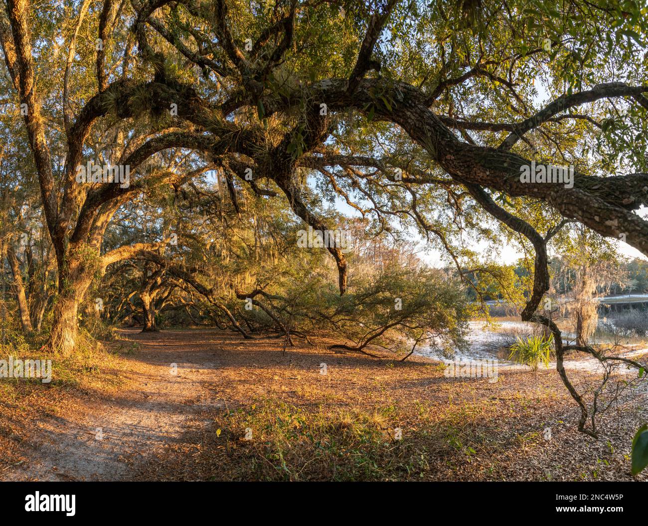 Live Oak tree canopy over trail at Indian Lake State Forest, Florida Stock Photo
