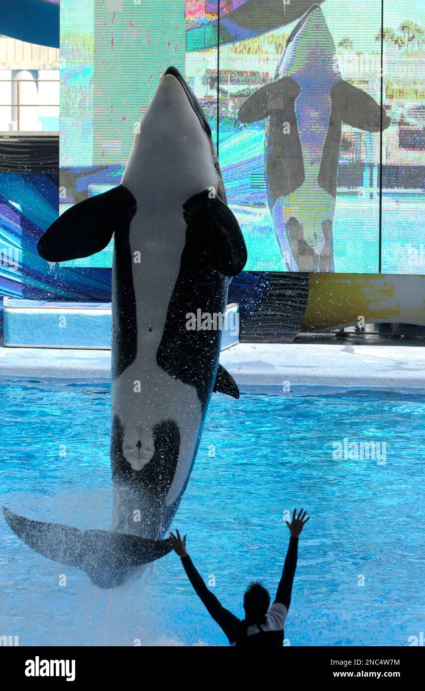 Seaworld Kayla In a March 7, 2011 photo,trainer Joe Sanchez, right, works with killer ...