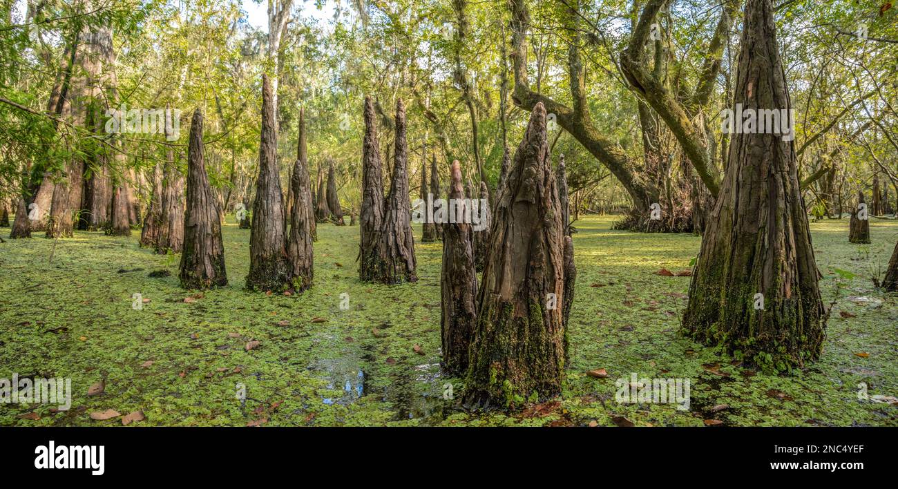 Freshwater Florida swamp with Pond Cypress tree knees and Water Spangles Stock Photo